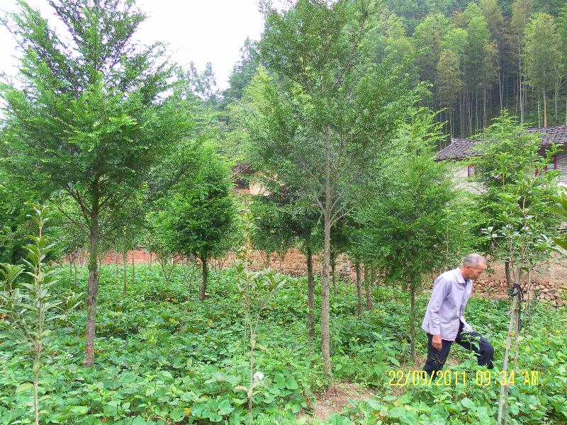 福建龙岩红豆杉绿化树 _13599633120_福建土楼生态园林