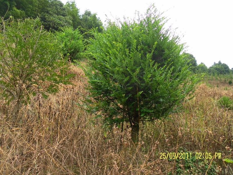 紅豆杉盆景5-8公分