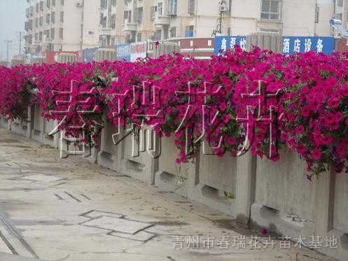 花卉，花卉租擺，花卉造型