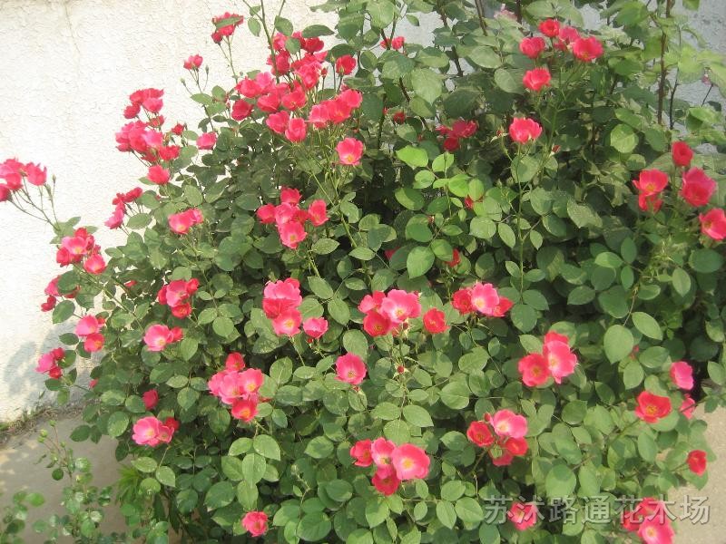 豐花月季、無刺薔薇、紅帽月季