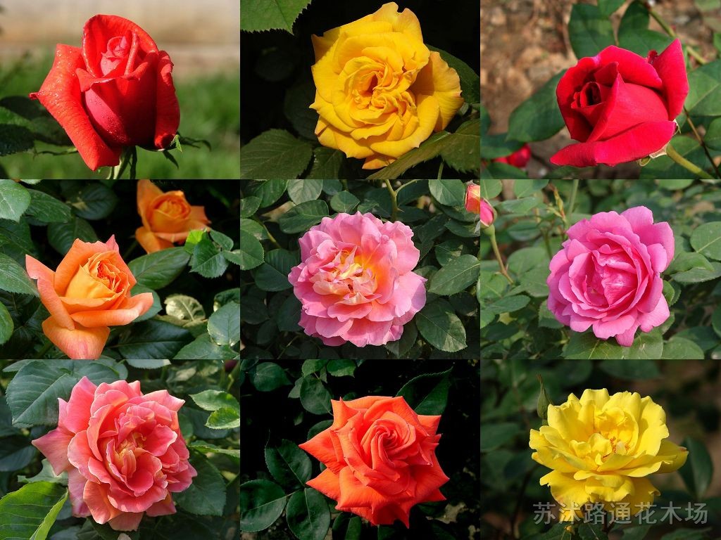 豐花月季、無刺薔薇、紅帽月季