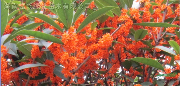 湖南花木，湖南造型小葉女貞柱、小葉女貞花瓶，小葉女貞苗熱銷