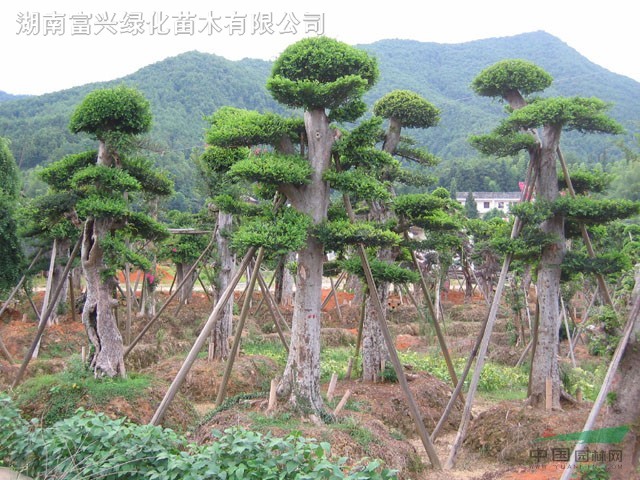 湖南造型紅繼木,羅漢松,榆樹大紫薇、大香樟、大銀杏等湖南大樹