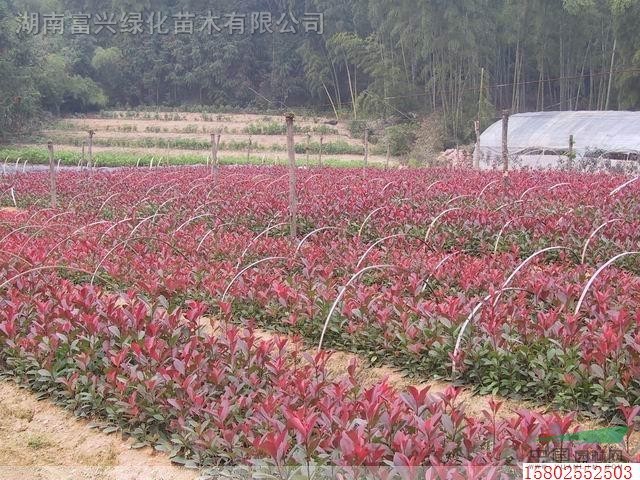 湖南扦插金森女貞，紅葉石楠，法國冬青，龜甲冬青，金葉女貞等 