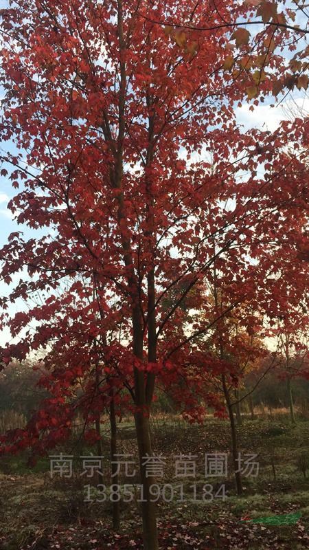 紅楓。美國紅楓，12-18公分紅楓圖片