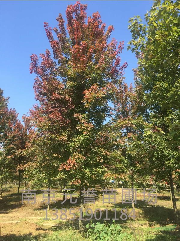 紅楓。美國紅楓，12-18公分紅楓圖片
