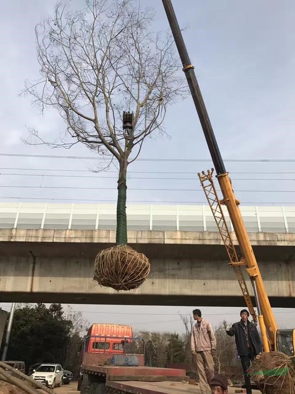 江蘇叢生樸樹價(jià)格，18公分樸樹多少錢，20公分樸樹價(jià)格