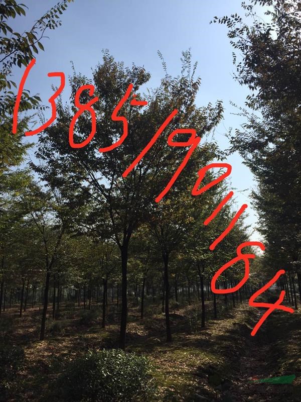 江蘇叢生樸樹價(jià)格，18公分樸樹多少錢，20公分樸樹價(jià)格