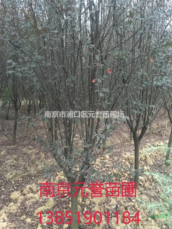 紅葉李，紫葉李品種介紹，南京紫葉李批發，紅葉李基地