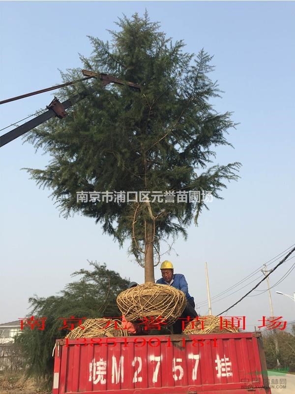 苗圃自產(chǎn)；8米雪松精品，7米雪八分苗，6米雪松正常樹(shù)形
