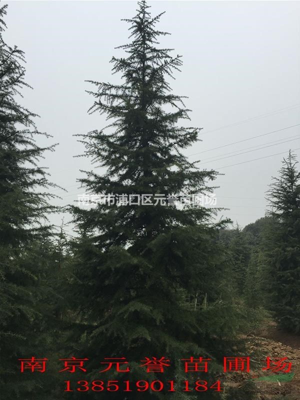 苗圃自產(chǎn)；8米雪松精品，7米雪八分苗，6米雪松正常樹(shù)形