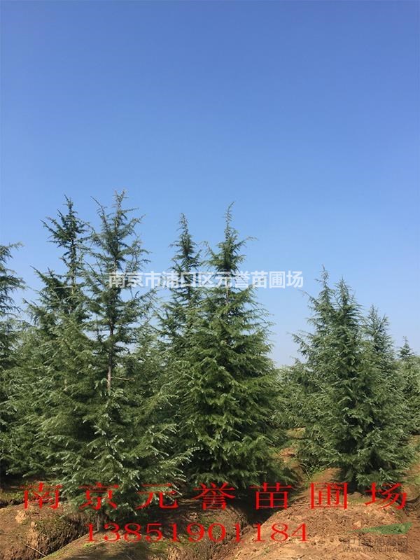 苗圃自產(chǎn)；8米雪松精品，7米雪八分苗，6米雪松正常樹(shù)形