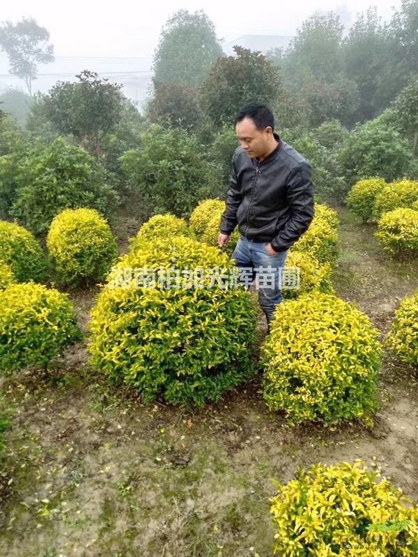 基地供應(yīng)金葉女貞球，紅繼木球，金森女貞球，龜甲冬青球