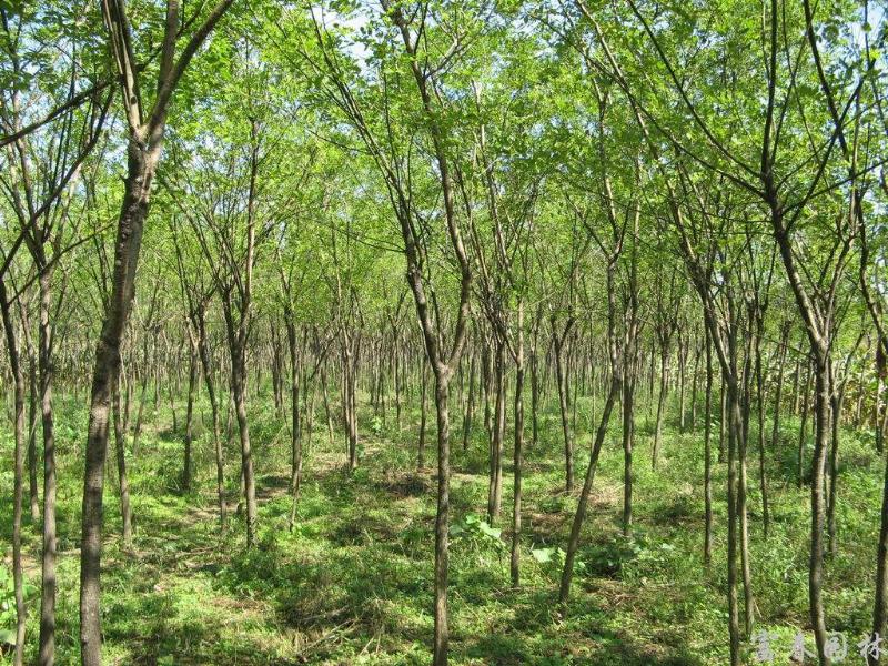 綠化喬木國(guó)槐，別名：槐樹、白槐、槐蕊，沭陽(yáng)國(guó)槐基地，國(guó)槐價(jià)格