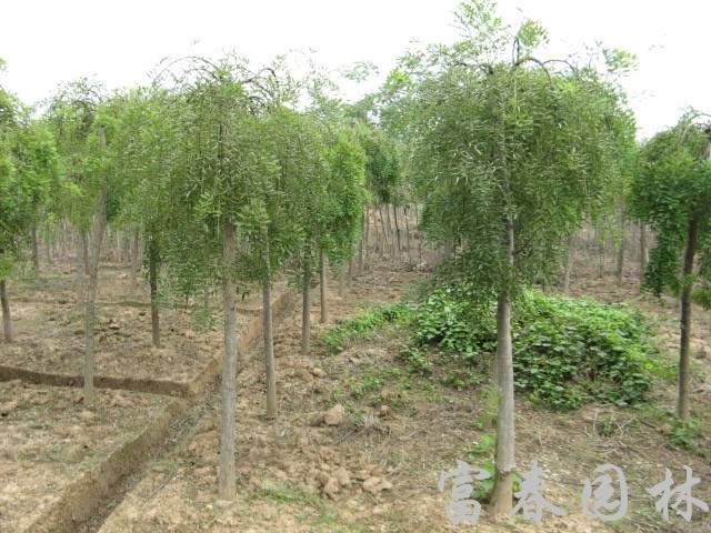 綠化喬木垂槐，垂槐苗，別名：槐樹，龍爪槐，盤槐