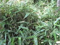 绿化灌木箬竹，箬竹苗，别称：篃竹，江苏箬竹，箬竹价