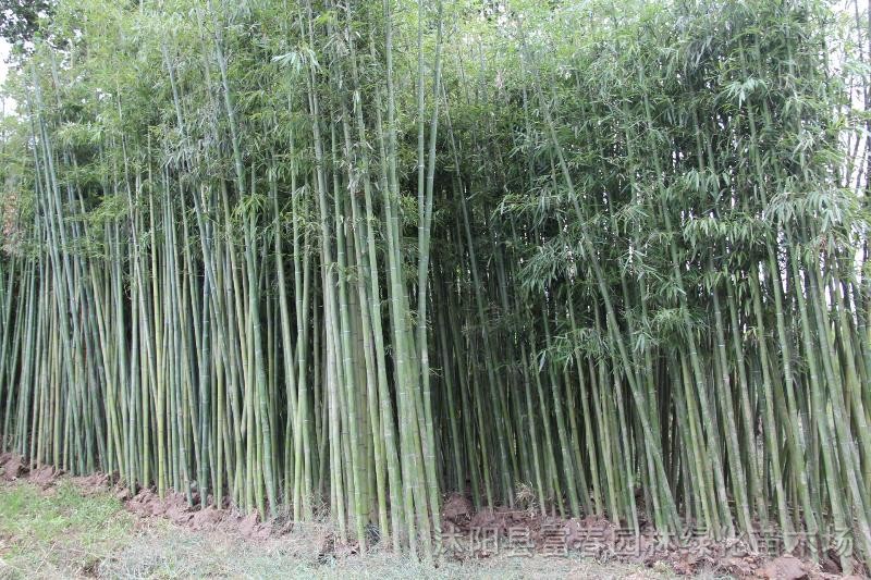 綠化喬木慈孝竹，慈孝竹苗，別名： 孝順竹 、鳳凰竹、蓬萊竹 