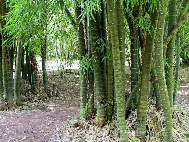 佛肚竹，佛肚竹小苗，別稱：佛竹，羅漢竹、密節(jié)竹，江蘇佛肚竹