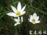 地被植物蔥蘭，別名：蔥蓮、玉簾、白花菖蒲蓮、韭菜蓮、肝風草