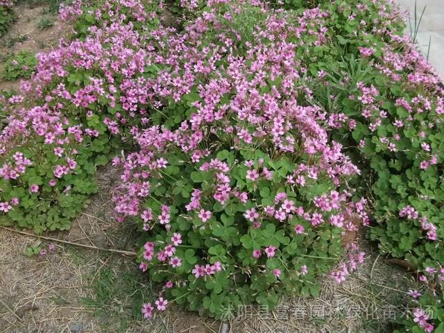 地被植物紅花醡漿草，別名：花花草、夜合梅、大葉酢漿草、三夾蓮