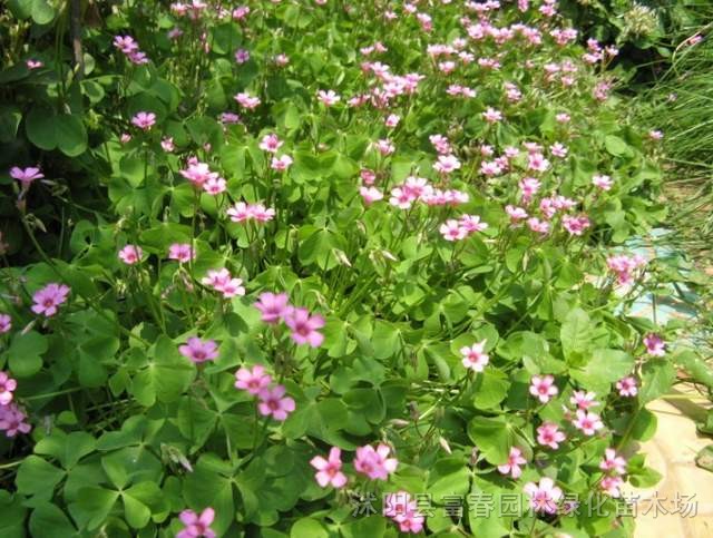 地被植物紅花醡漿草，別名：花花草、夜合梅、大葉酢漿草、三夾蓮