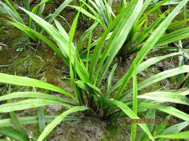 地被植物吉祥草，江蘇吉祥草，別名：小葉萬年青, 竹根七