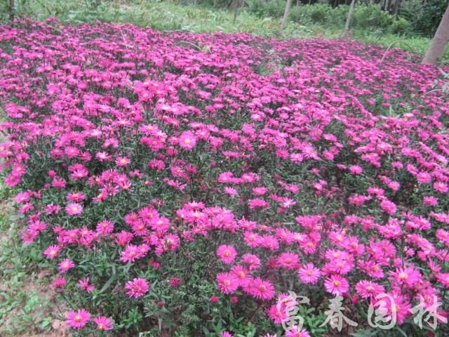 菊花-荷蘭菊，荷蘭花，又名：紐約紫菀，沭陽荷蘭菊