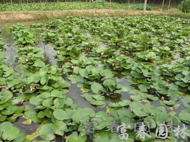 地被植物睡蓮，睡蓮種苗，別名：子午蓮、水芹花、瑞蓮、水洋花、