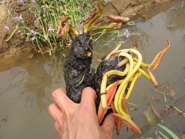 地被植物睡蓮，睡蓮種苗，別名：子午蓮、水芹花、瑞蓮、水洋花、