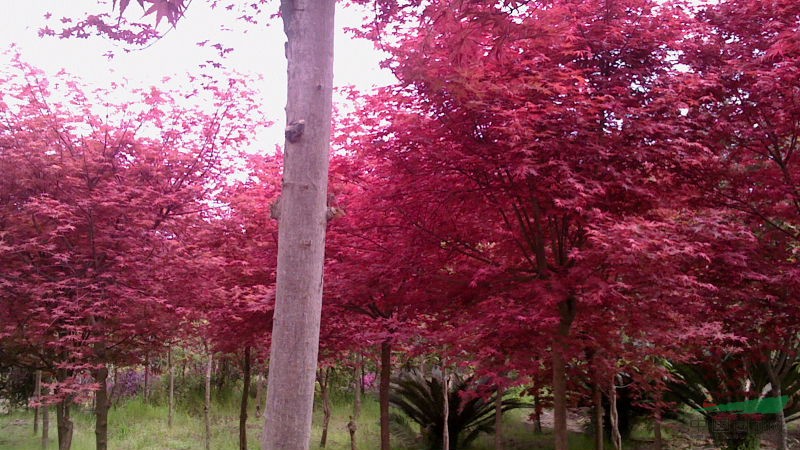 红枫.梅花.桂花.檵木.赤楠等树桩