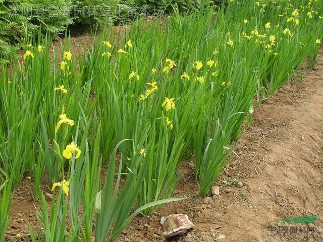 水生植物黃菖蒲，日本花菖蒲，別名：黃花鳶尾、水生鳶尾