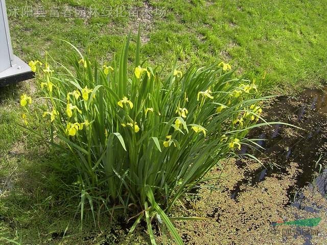 水生植物黃菖蒲，日本花菖蒲，別名：黃花鳶尾、水生鳶尾