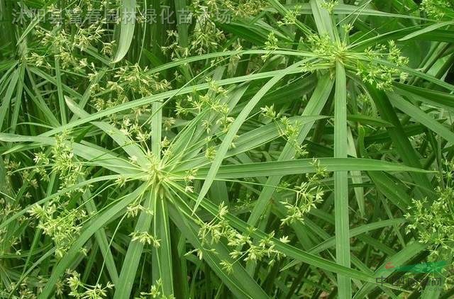 水生植物旱傘草，旱傘草苗，別名傘草、水棕竹、風車草，水生植物