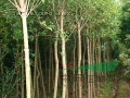 烏桕，紫薇，紅葉李大葉女貞，香樟三角楓，桂花，廣玉蘭