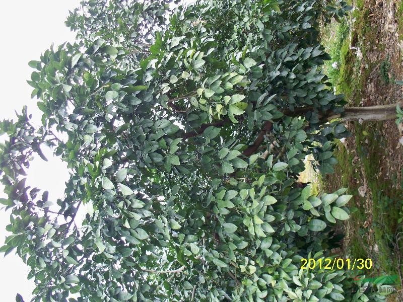 沙田柚树（10年丰产大树）