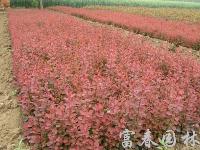 紅葉小檗、紫葉小檗苗、江蘇沭陽(yáng)紅葉小檗。紅葉小檗基地