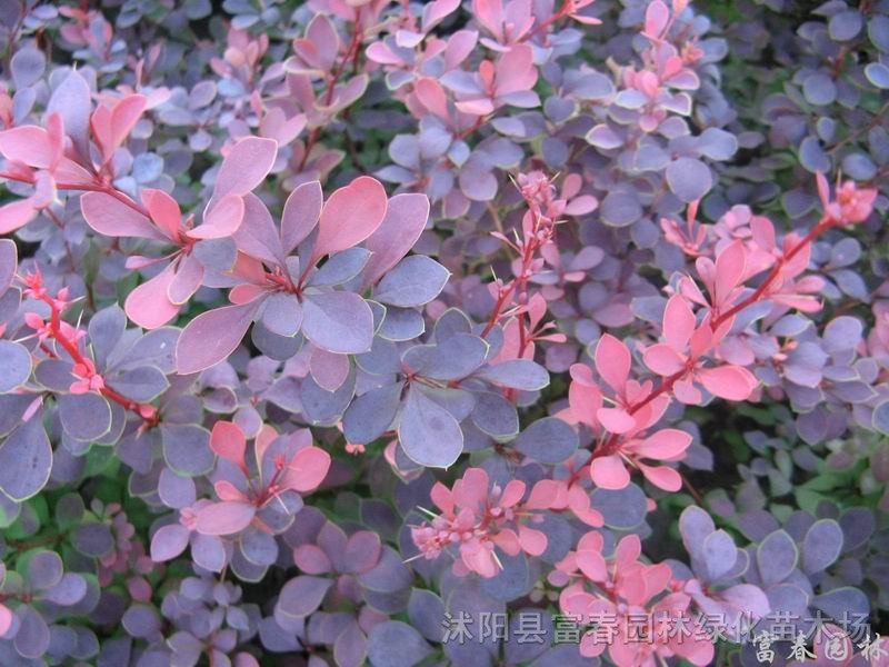 红叶小檗、紫叶小檗苗、江苏沭阳红叶小檗。红叶小檗基地