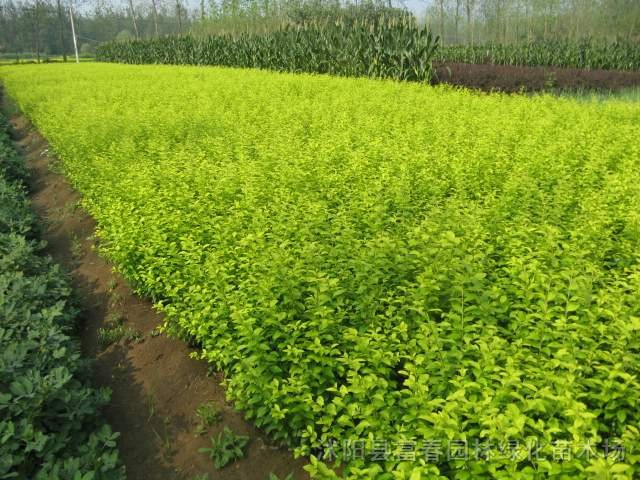 金葉女貞，金葉女貞工程苗，2年生金葉女貞，沭陽金葉女貞基地