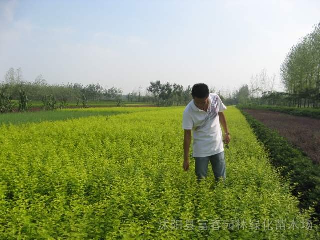 金葉女貞，金葉女貞工程苗，2年生金葉女貞，沭陽金葉女貞基地