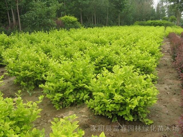 金葉女貞，金葉女貞工程苗，夏季運(yùn)輸需要加冰塊竹籠