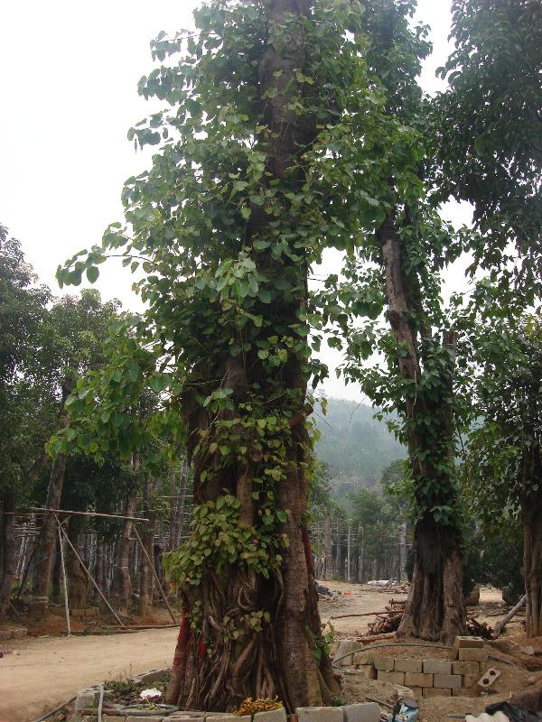 菩提樹(shù)，大小秋楓