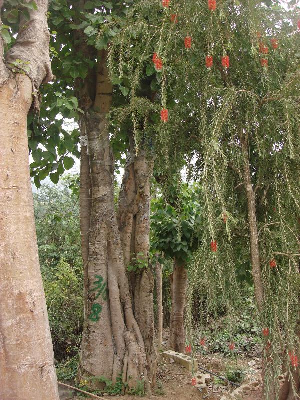 菩提樹，大小秋風(fēng)，盆架子，鳳凰樹，大花紫薇，中葉紫薇等