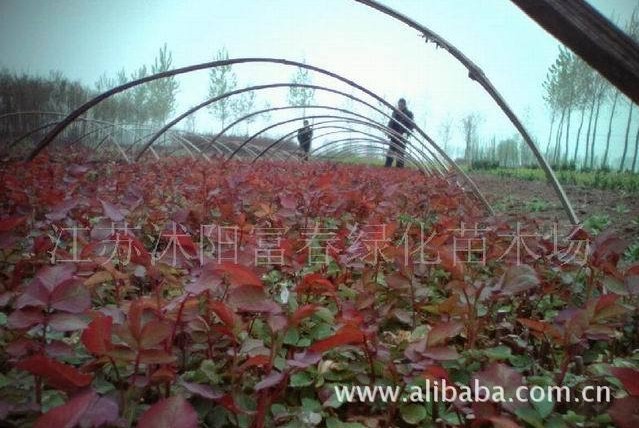 紅葉女貞，紅葉女貞苗，紅葉女貞小苗，別名：紫葉女貞