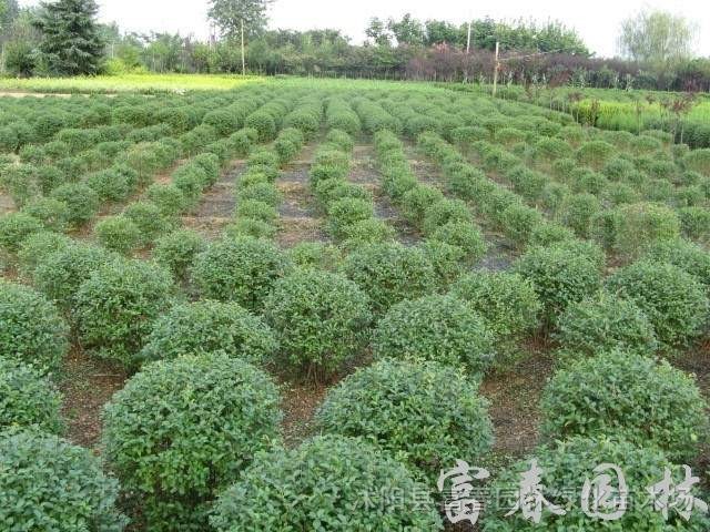 水臘，水臘苗、水臘球、水蠟綠籬色塊苗，水蠟基地，江蘇沭陽水臘