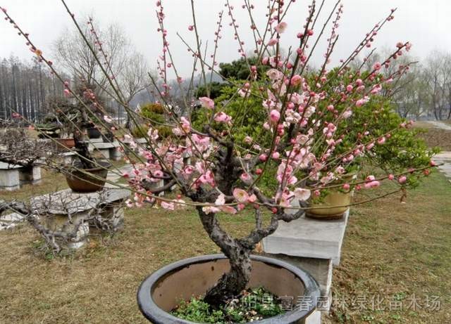 龍游梅，龍游梅小苗，龍游梅盆景，龍游梅直銷基地，沭陽(yáng)龍游梅