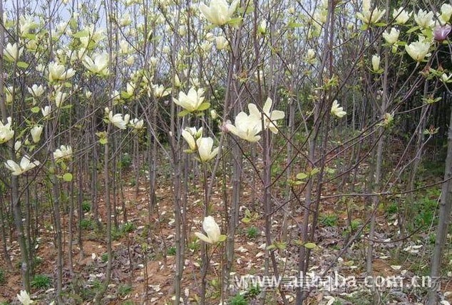 黃玉蘭，黃玉蘭苗，江蘇黃玉蘭，別名：望春 、木蘭，黃玉蘭基地