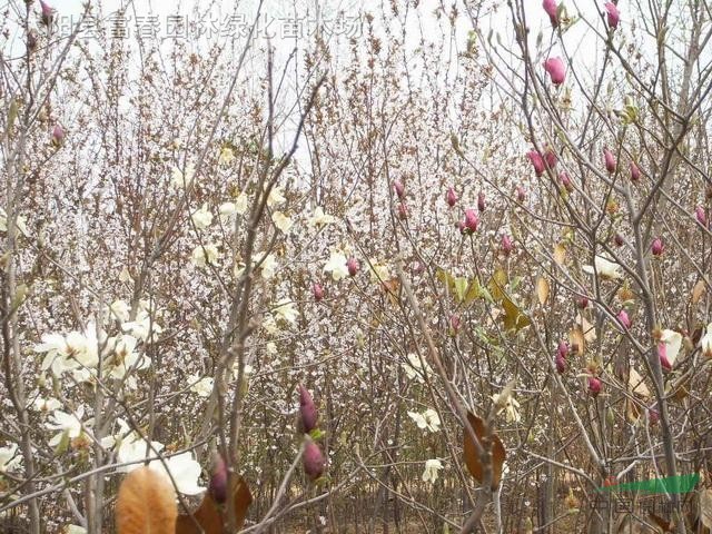 綠化喬木-白玉蘭，白玉蘭小苗，別名：玉蘭、玉蘭花