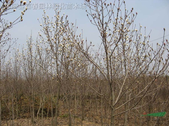 綠化喬木-白玉蘭，白玉蘭小苗，別名：玉蘭、玉蘭花