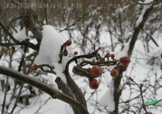 龍游梅，龍游梅小苗，龍游梅盆景，龍游梅直銷基地，沭陽(yáng)龍游梅