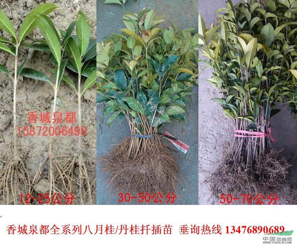 桂花小苗、桂花樹、桂花大樹